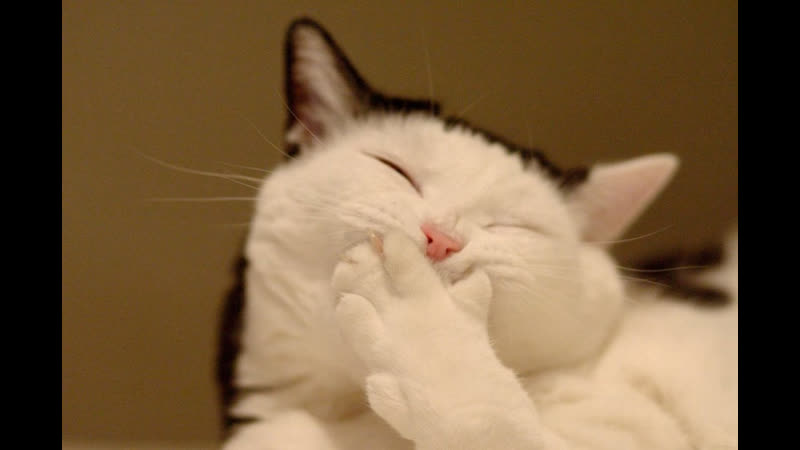 ⁣Funny cats | Weekly Picks #12 | Cat Friday - porn video  