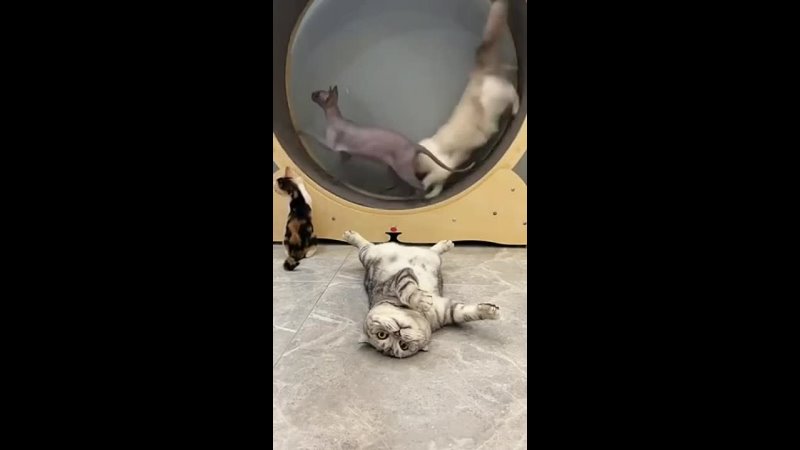 This world is absolutely clear to me, and I am looking for only one thing in it - peace, tranquility... - porn video  