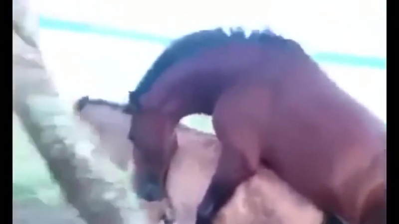 GAY Horses - porn video  