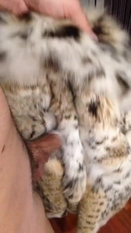 Lynx fur coat rub - porn video  