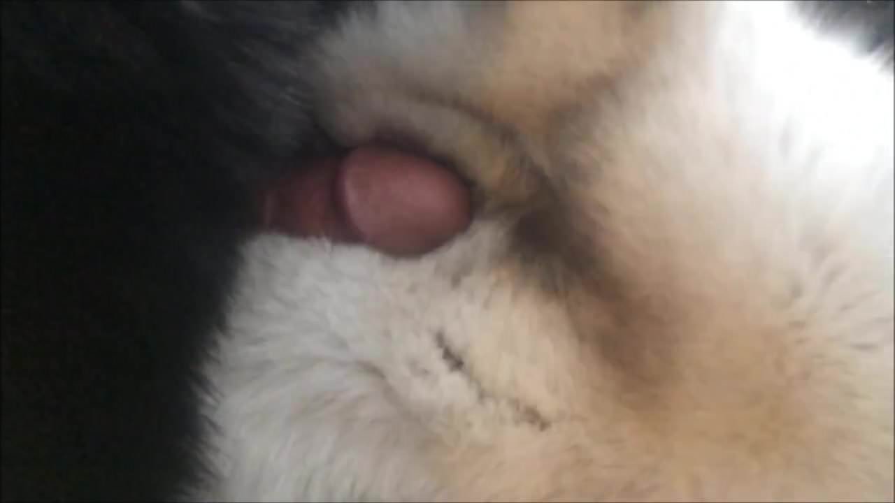 Quick blue fox fur cum shot - porn video  
